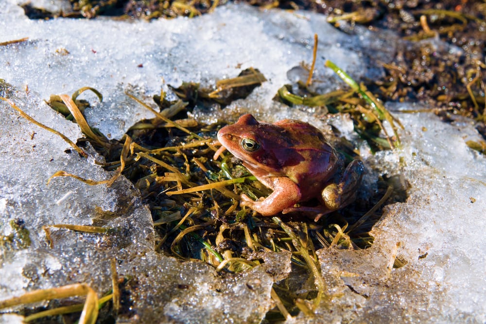 This Moor frog  woke up in early spring and makes the transition from the hibernating pond through the snow