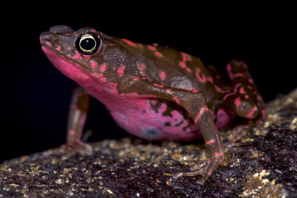 image of a purple harlequin toad showings its purple belly