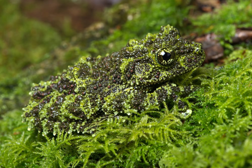 image of Vietnamese Mossy Frog camouflaged on mossy background