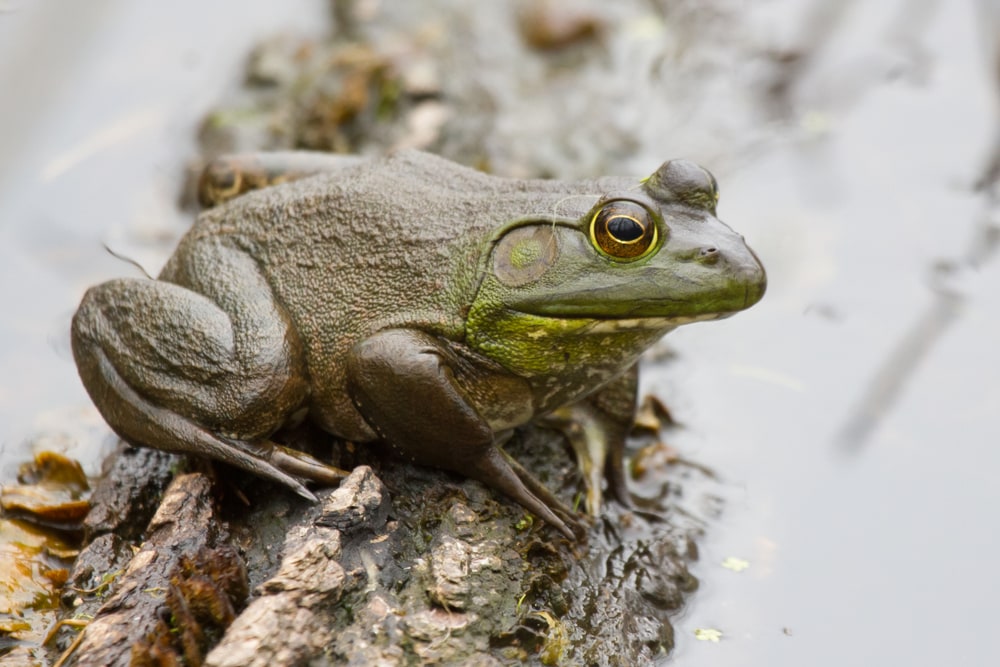 image of an American Bullfrog sitting on a rotting log in a puddle