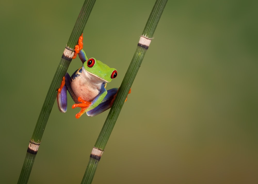 image of a red-eyed tree frog hanging on two bamboo sticks