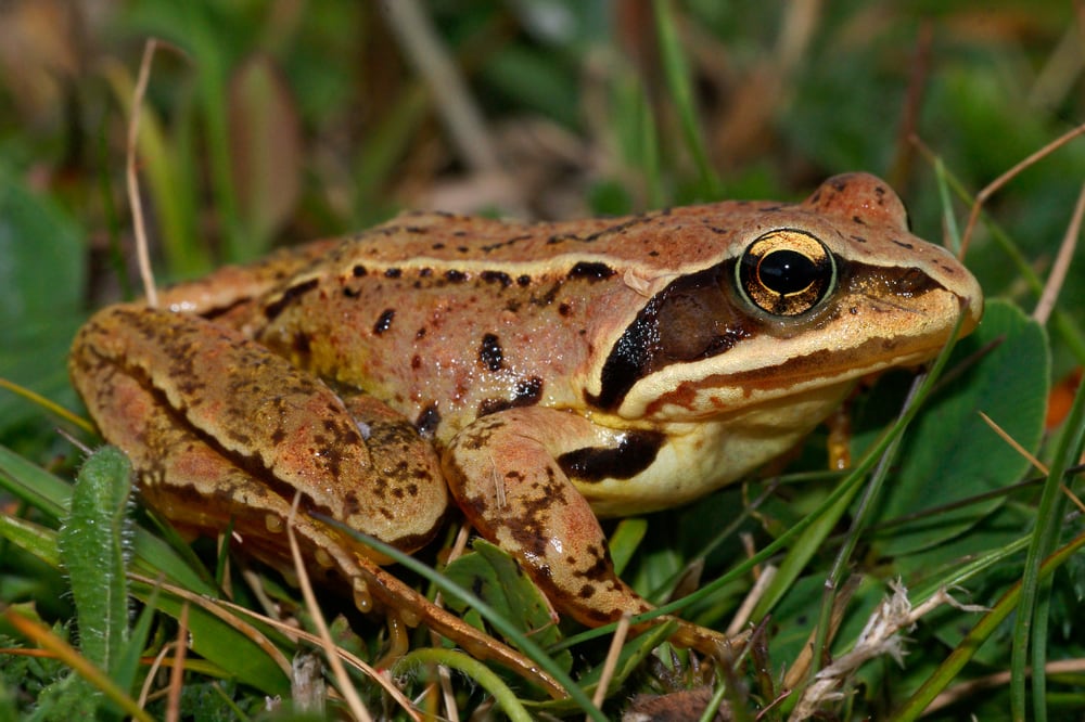 image of a common frog sitting on a grassy ground