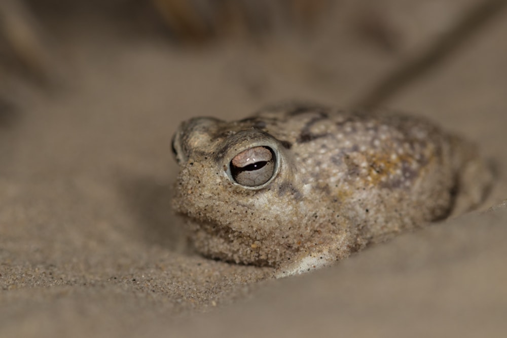 image of a desert rain frog on a sandy ground
