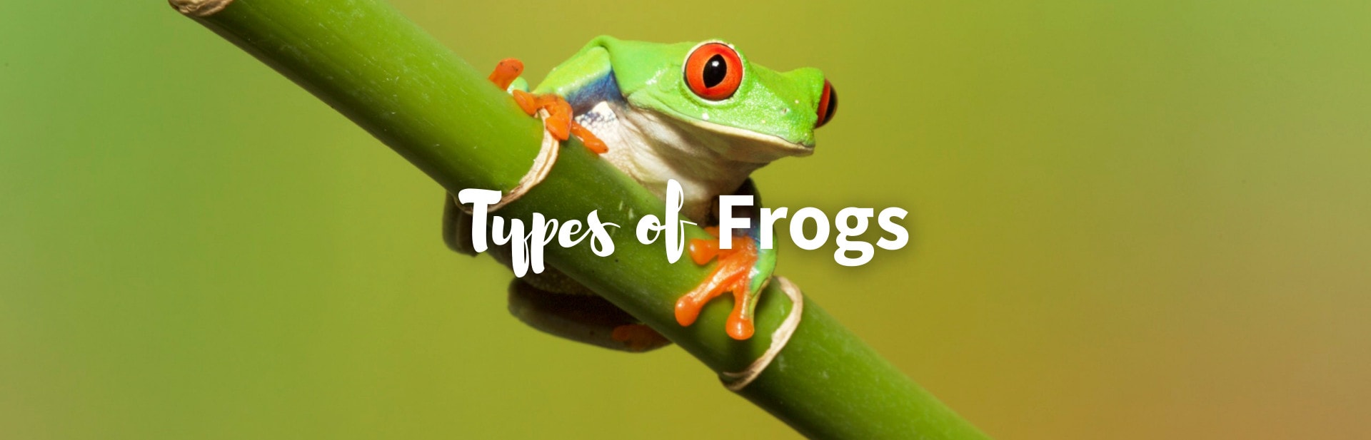 23 Amazing Types of Frogs From Around the World
