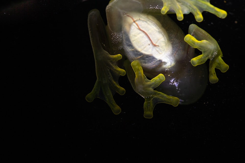 macro shot of the underbelly of a glass frog showing its transparent skin and internal organs