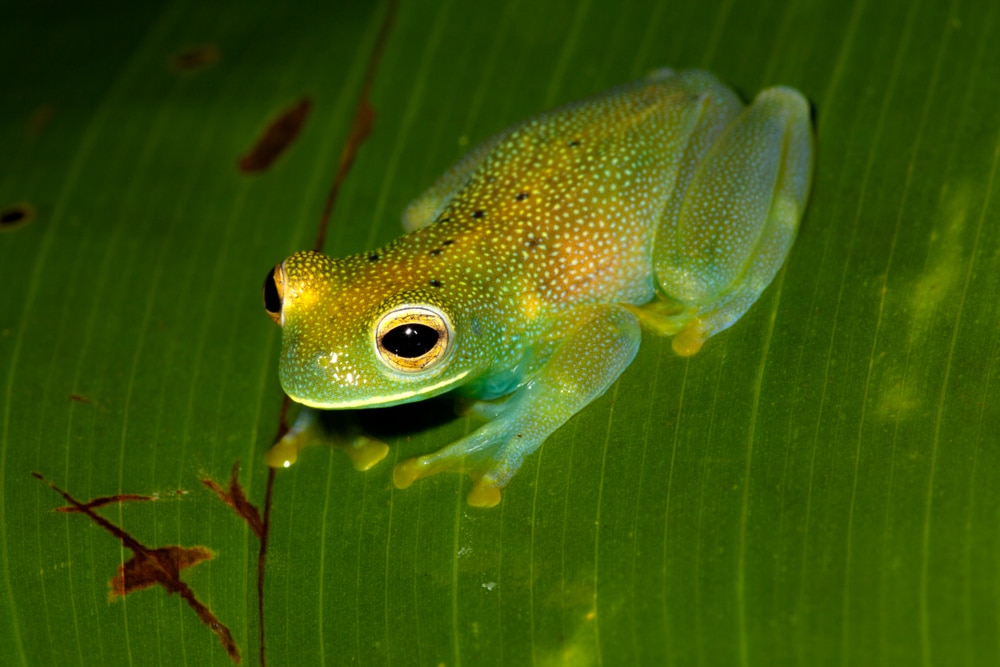 Fleischmann's Glass frog on a leaf in the rain forest, Costa Rica.