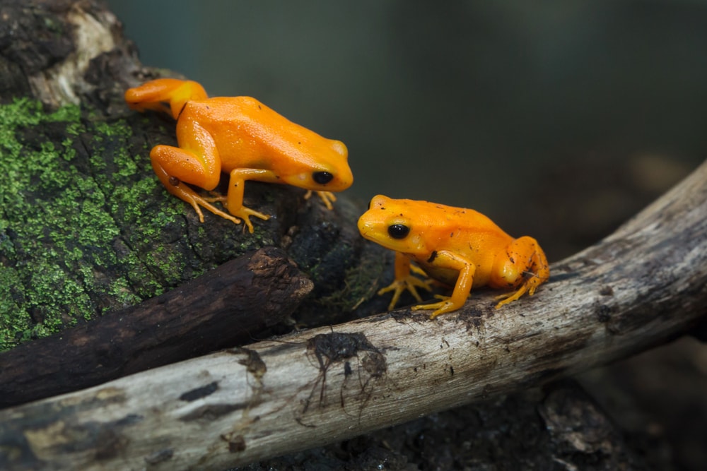 a pair of golden mantella frogs in Madagascar