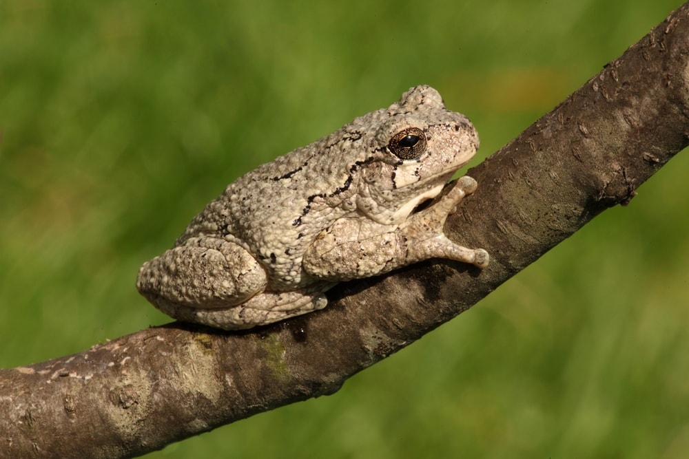 Gray Tree Frog (Hyla versicolor) on a forest setting