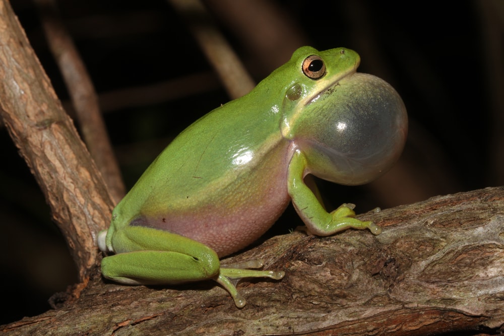 A male Green Tree Frog (Hyla cinerea) sits on a branch making its honking call. showing its vocal sac inflated with air