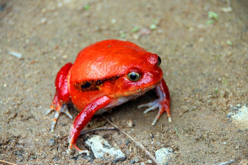 types of frogs that are native to Madagascar, the  Madagascar tomato frog on a wet soil