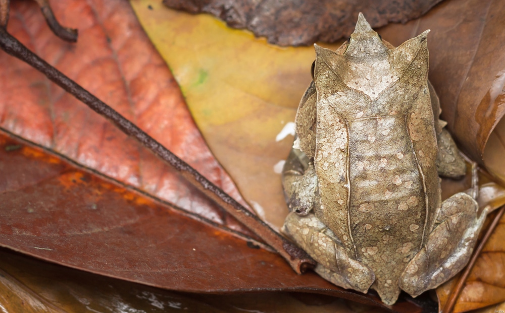 dorsal view macro shot of a Malayan Horned Frog camouflaged on brown leaf