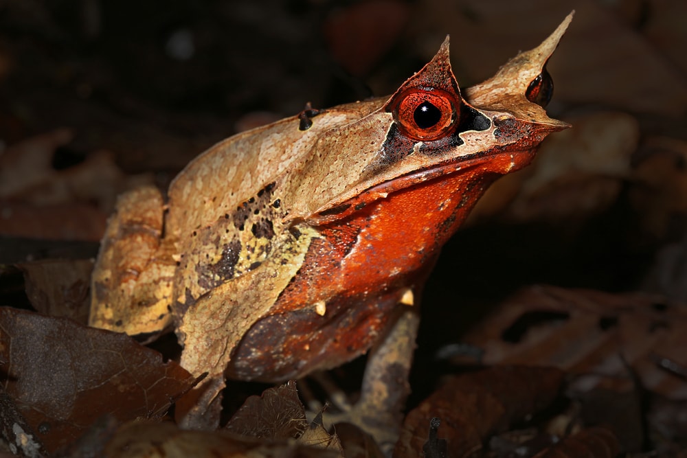 close up image of Malayan Horned Frog or long nosed horned frog in the jungles of Borneo.