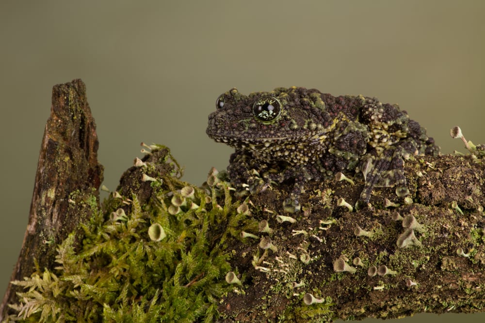 Vietnamese Mossy Frog (Theloderma corticale) camouflaged against a brach cover in thick mosses