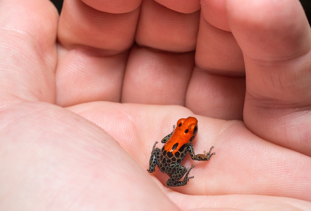 image of a red-backed poison frog on the palm of a hand