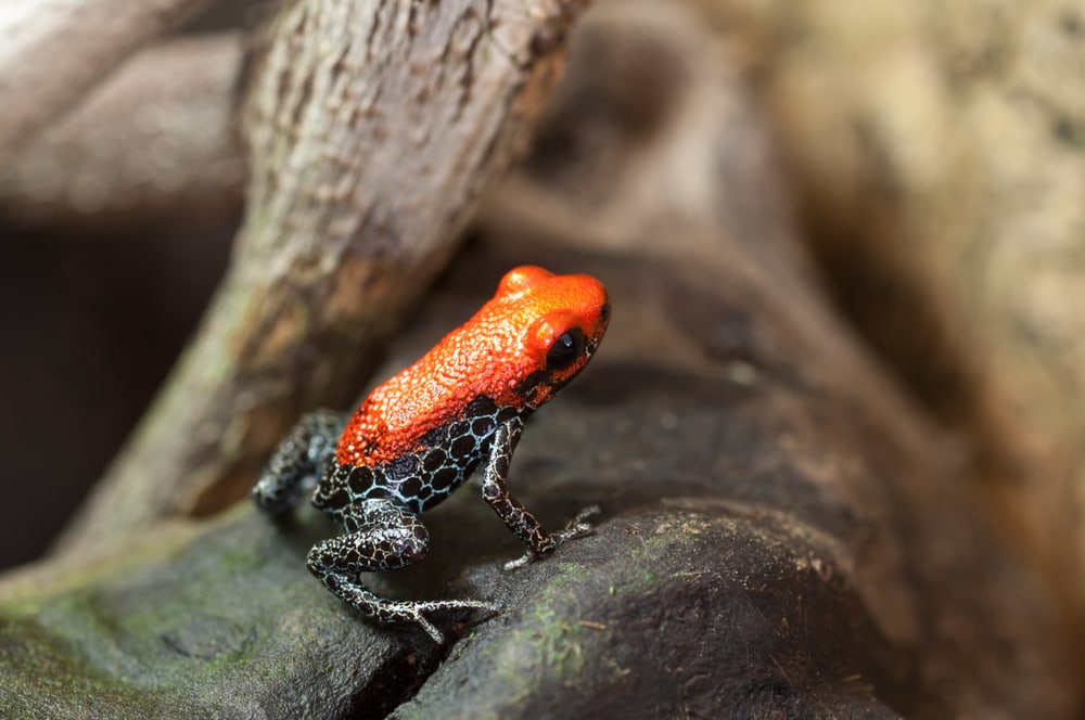 image of a red-backed poison frog or Ranitomeya reticulata, a one of the poison dart types of frog,  is a small poison dart frog native to Peru 