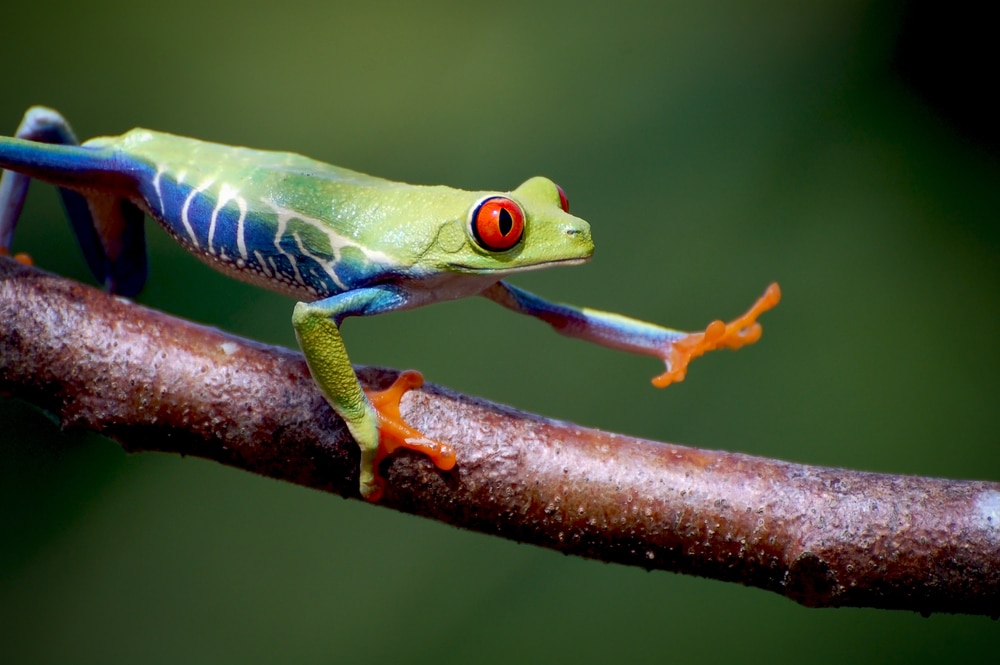 image of a red-eyed tree frog hanging on a tree branch stretching one of its legs
