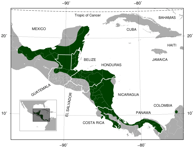 distribution map of the red-eyed tree frog