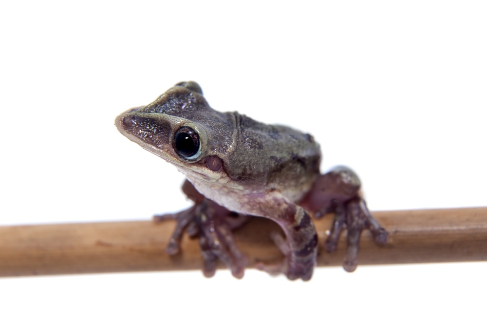 image of a shovel-headed tree frog on a stick isolated on a white background