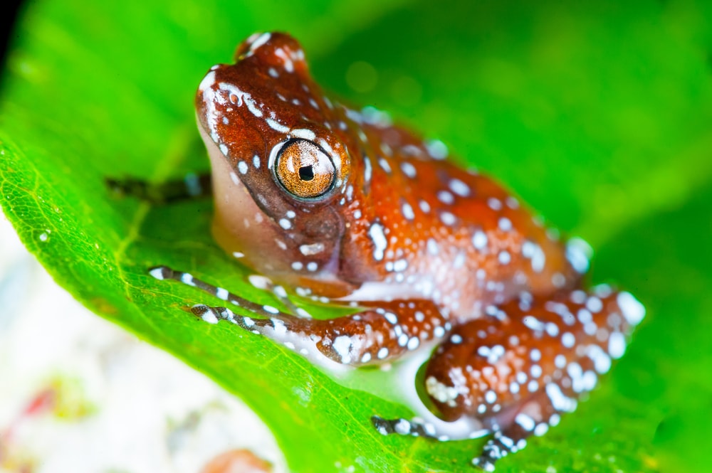 image of a spotted tree frog or cinnamon frog on a leaf showing its white spots