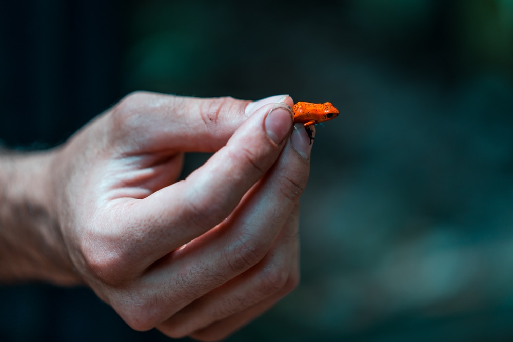 image a trawberry poison dart frog held in hand in showing how little it is compared to a human hand