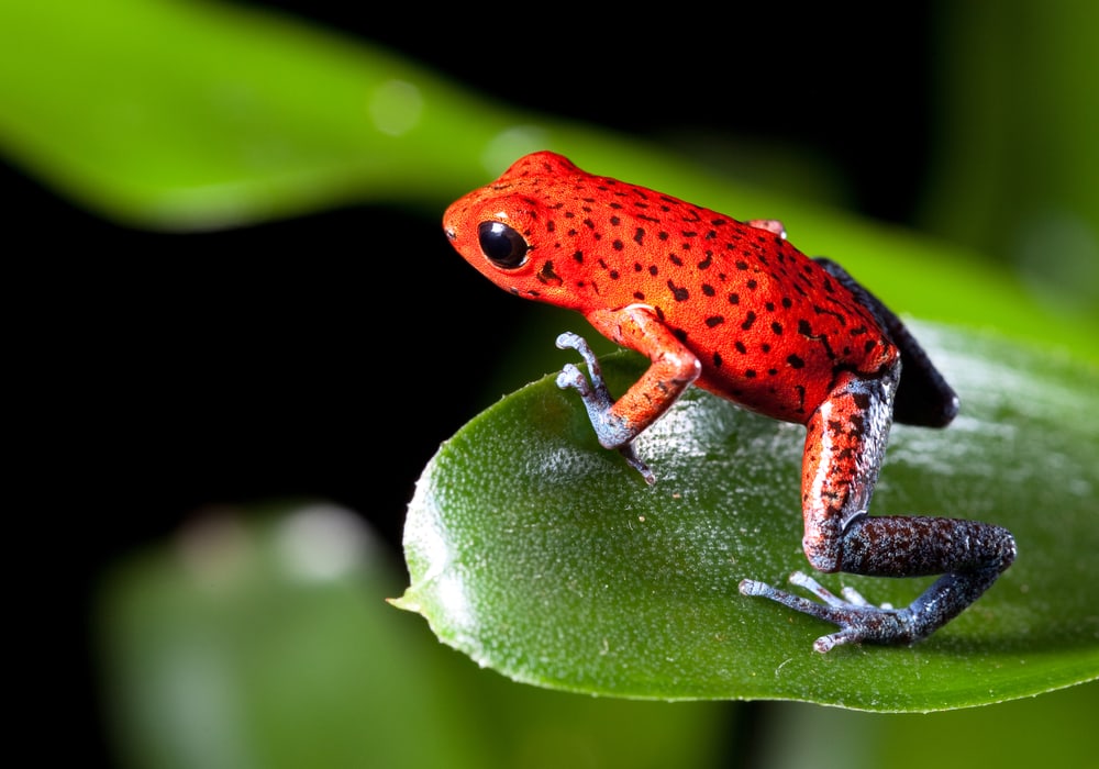 image of a Red strawberry poison dart frog sitting on top of a lead