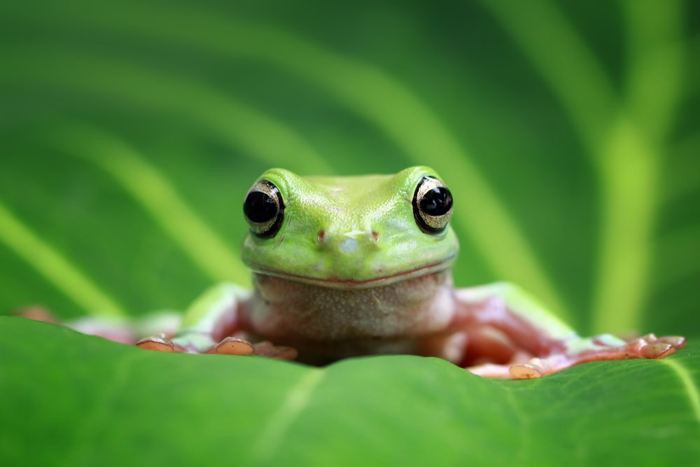 image of a tree frog sitting on top of a leaf