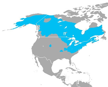 distribution map in of wood frog in North America