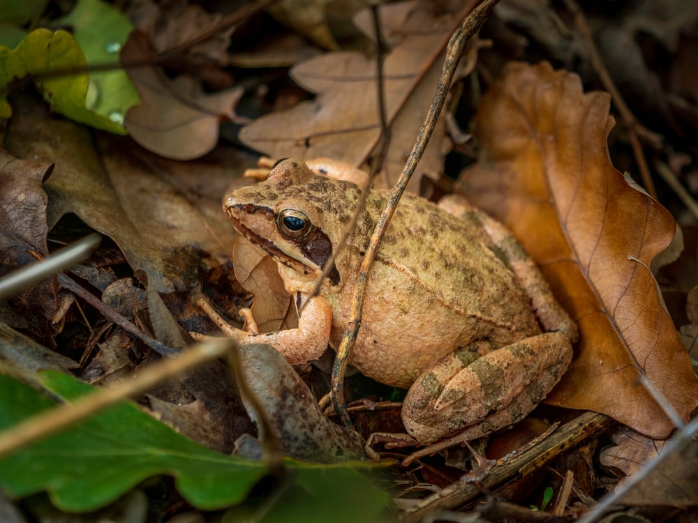 image of a wood frog sitting on dried leaves