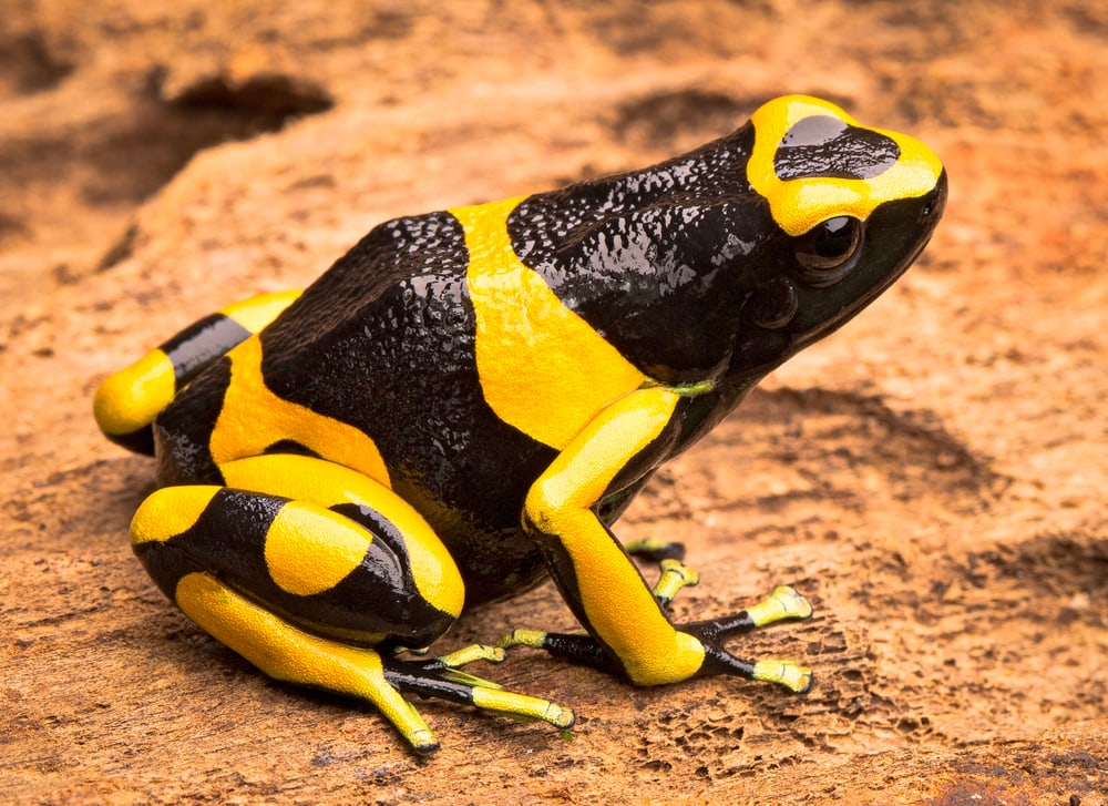 yellow banded poison dart frog, Dendrobates leucomelas from the Amazon rain forest of Venezuela.