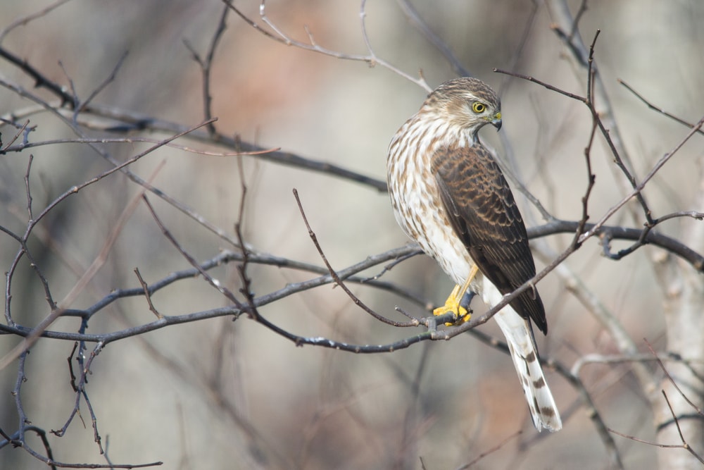 image of a sharp shinned hawk, one of the smallest types of hawks in North America, perched on a dead tree branch