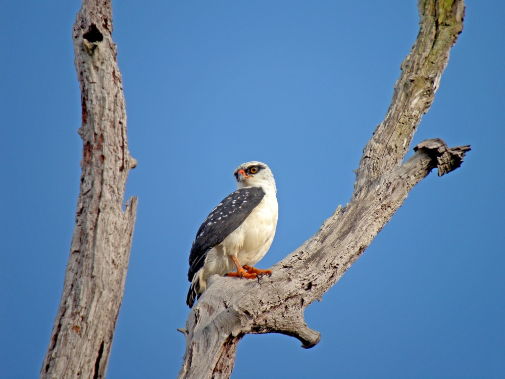 image of a black-faced hawk perched on a tree showing its black stripe in the eye
