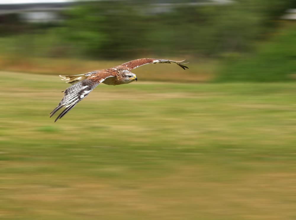 image of a broad-winged hawk during flight 
