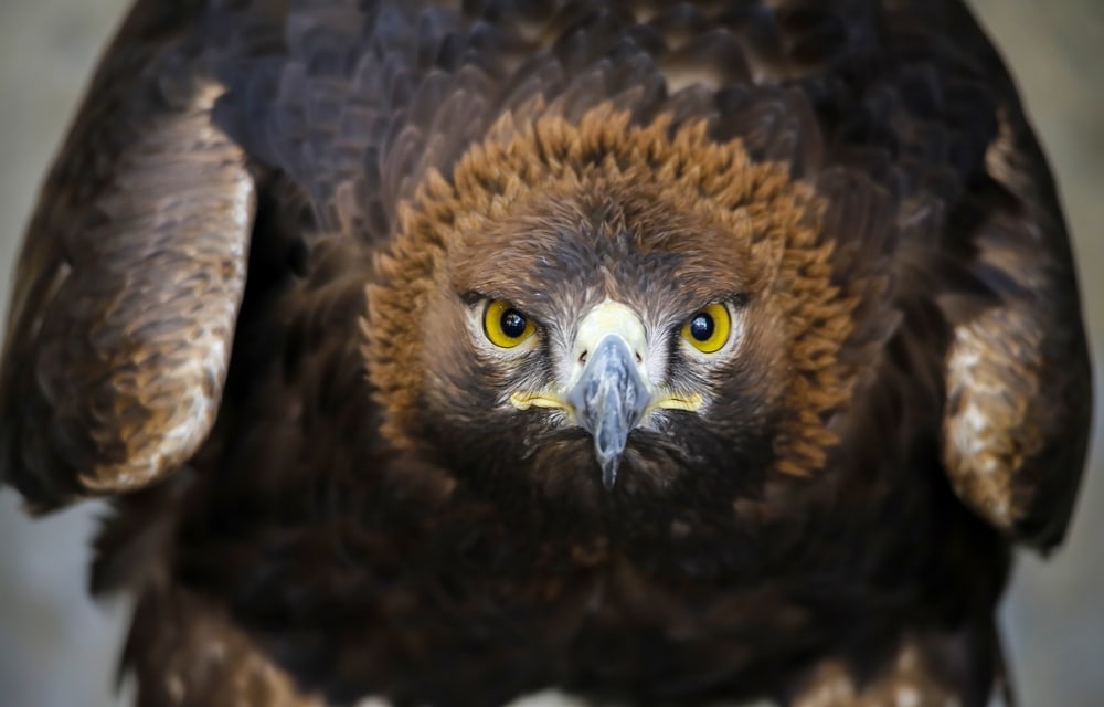 portrait of a hawk watching closely
