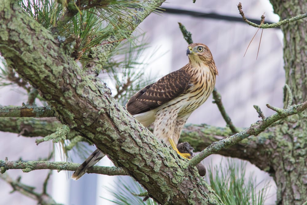 image of a Cooper's hawk perched on a pine tree branch