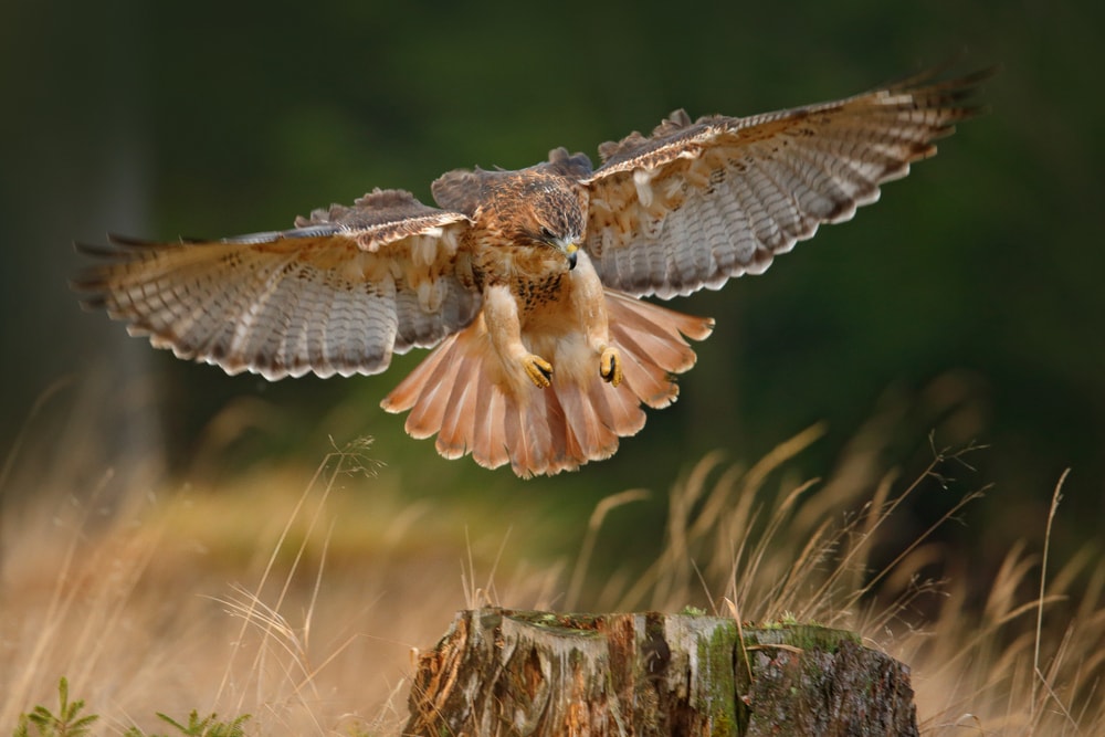 image of a red-tailed hawk getting ready to land on a wood stump in a grassy meadow