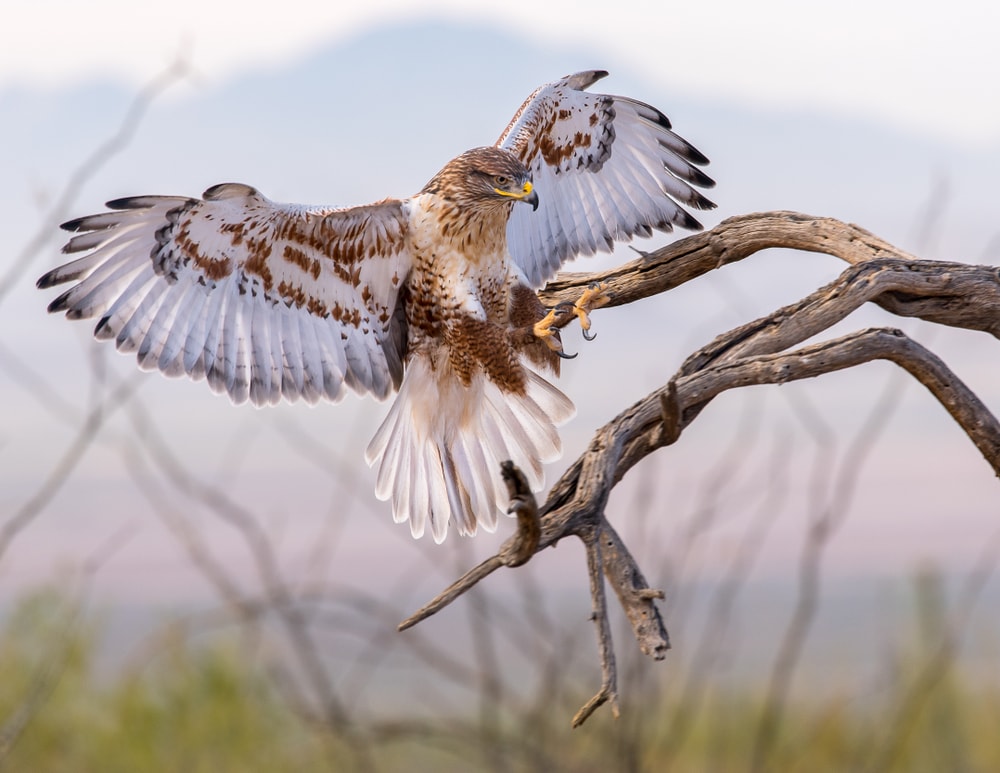 image of a ferruginous hawk landing on a tree branch with wings opened showing its beautiful plumage