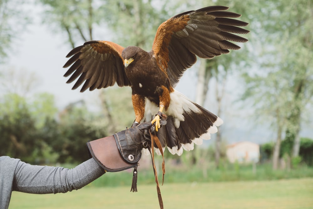 image of a harris' hawk perching on a man's hand