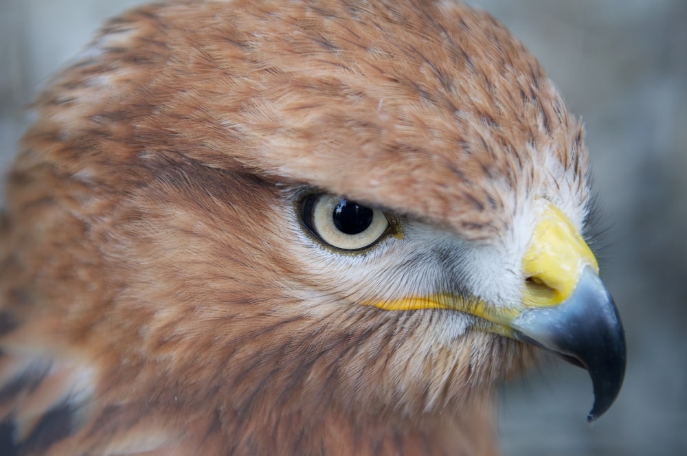 close up portrait image of a hawk