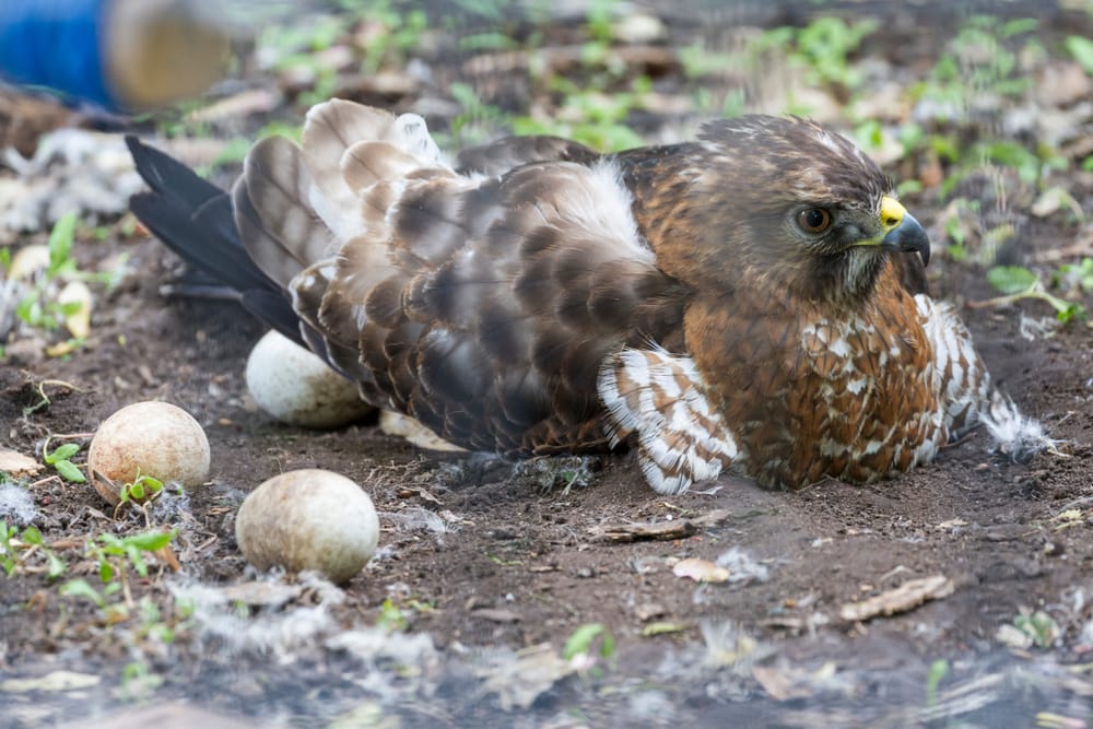 A hawk keeps close watch over its eggs at the Bay Beach Wildlife Sanctuary in Green Bay, Wisconsin