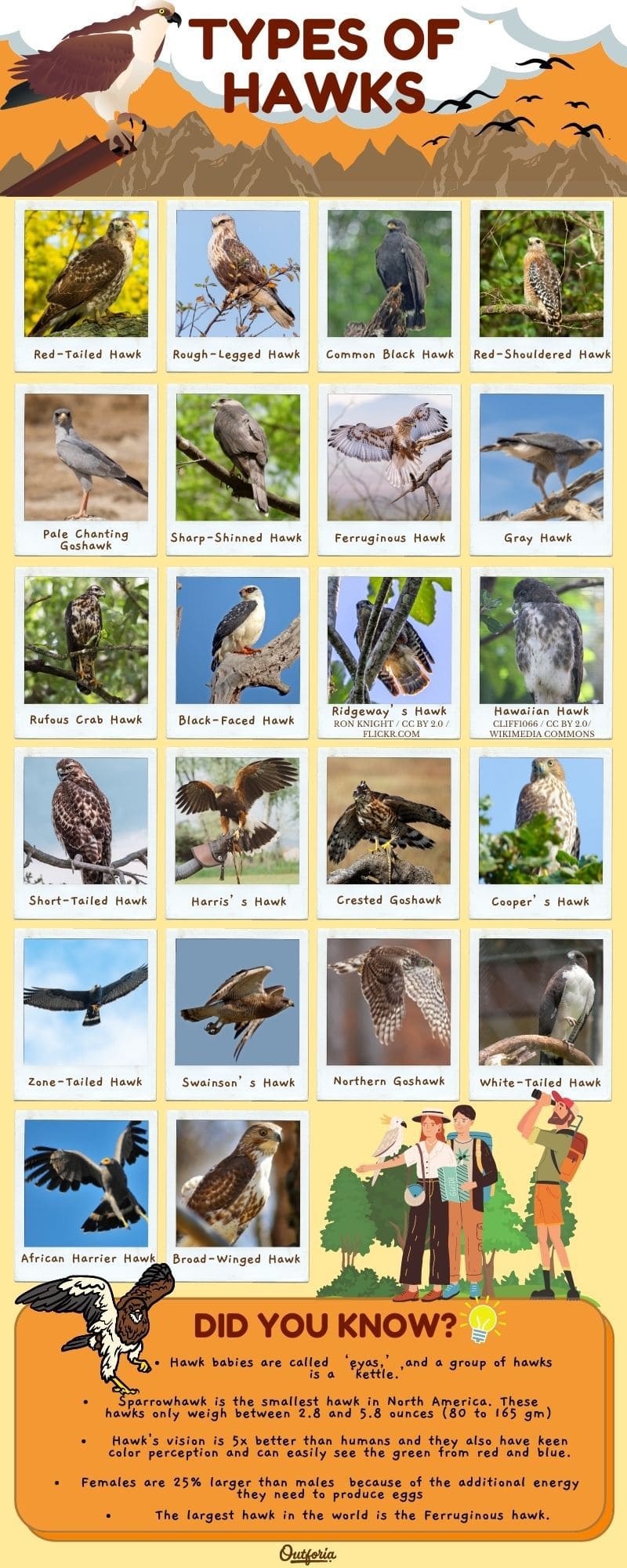 chart of the different types of hawks with names, image, and fun facts