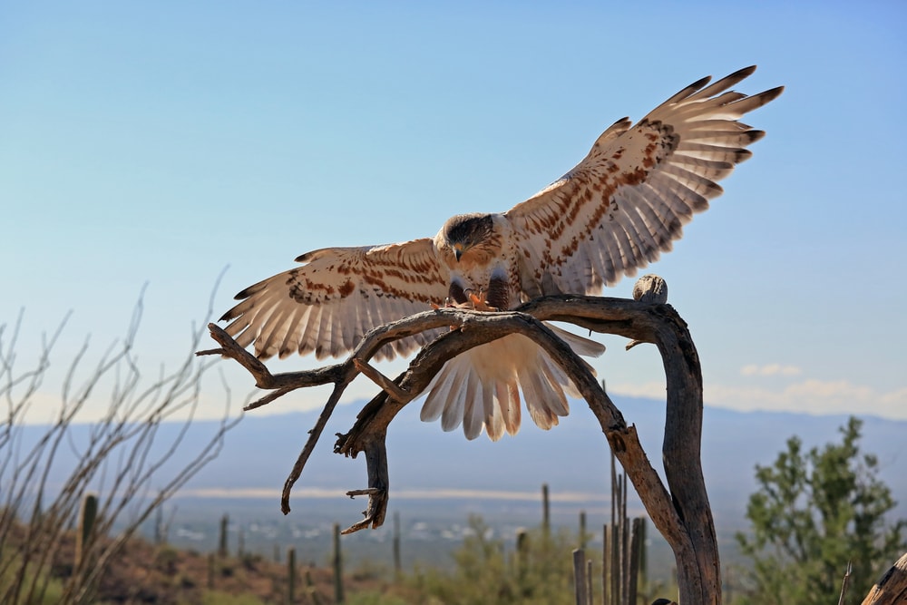 image of the ferruginous hawk, the largest hawk species in the world, landing on a tree branch in a desert