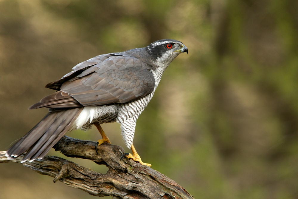 image of a northern goshawk looking out for a prey on a tree branch