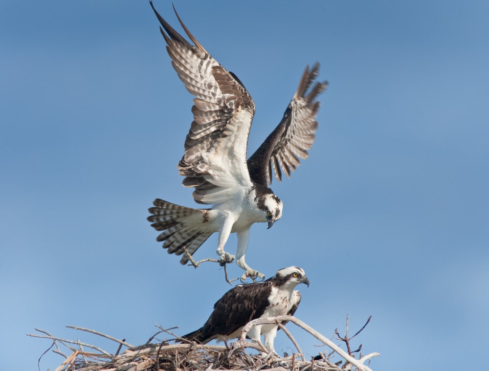 Osprey male with building material landing on nest, where female waiting for him