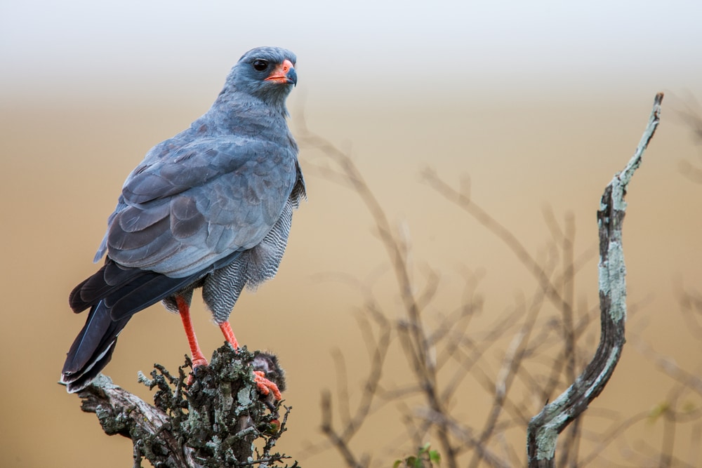 image of a pale chanting goshawk perched on a dead tree in Africa