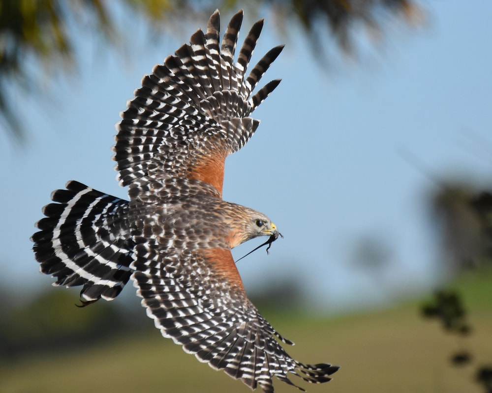 image of a flying red-shouldered hawk with a prey in its beak