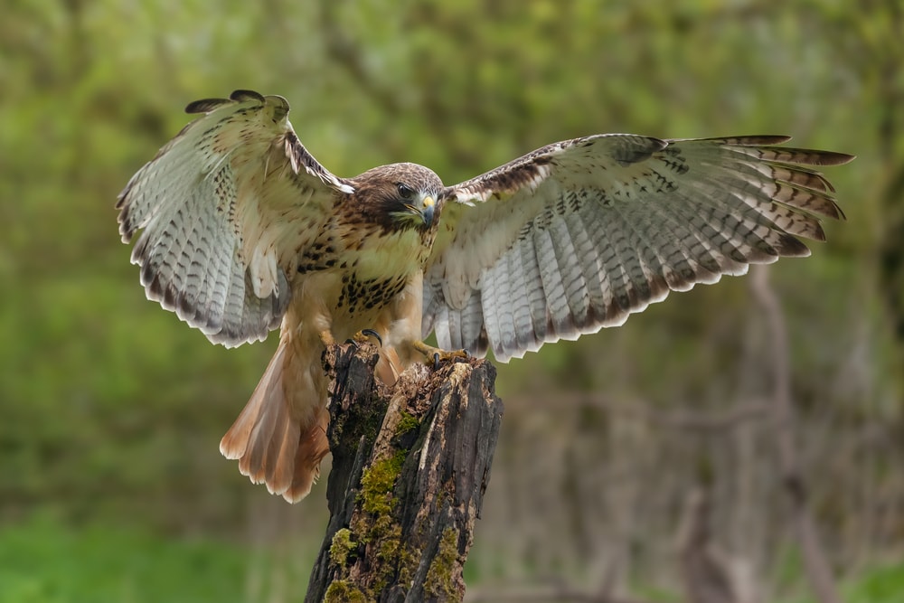 image of a red-tailed hawk landing on a tree stump with wings still opened