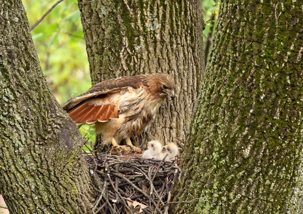 image of a hawk and her chicks in a nest