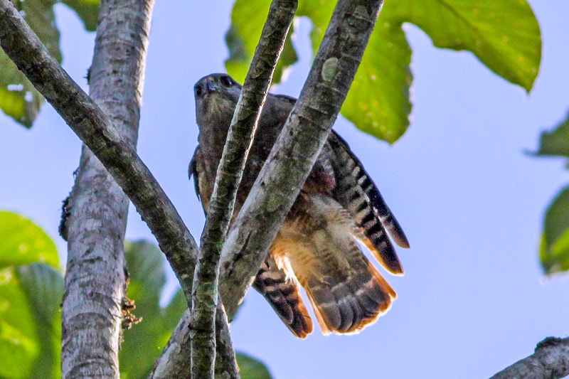 image of a ridgeway's hawk sitting on a tree branch in 