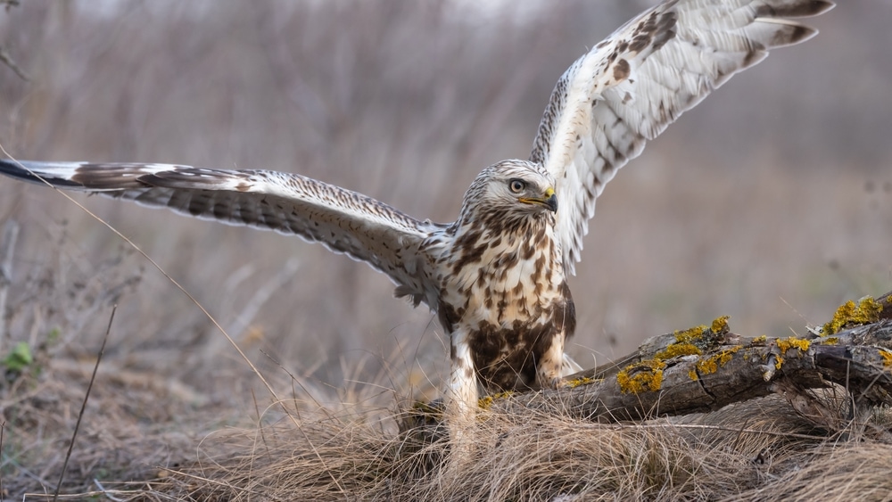 a less common types of hawks, the rough-legged hawk standing on the ground with wings opened