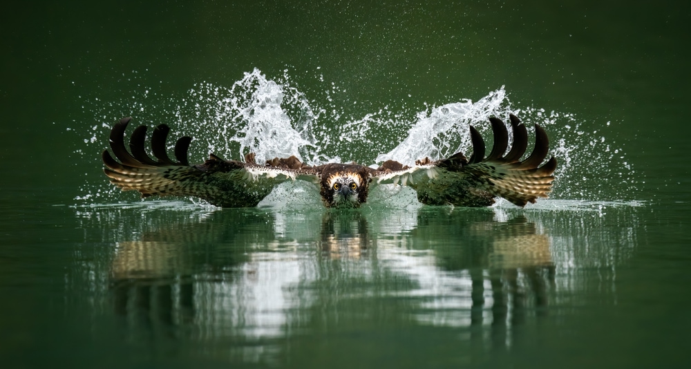 picture of an osprey or sea hawk hunting a fish from the water